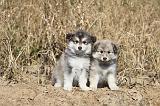 CHIEN FINNOIS DE LAPONIE 355